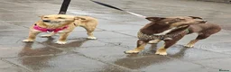 Mixed Breed dogs for adoption: 💙KAI & ❤️GERDA- Bonded And Simply Perfect in Oxford - Advert 4