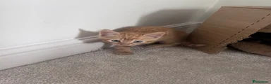 Domestic Shorthair 5