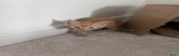 Domestic Shorthair cats for sale: 4 male, 1 female kitten  - Advert 14
