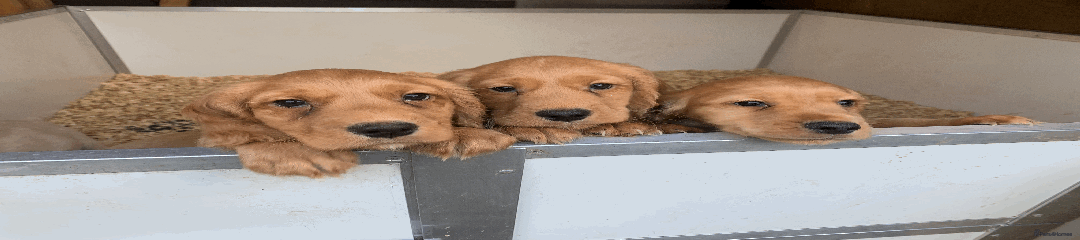 Cocker Spaniel Puppy 4