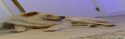 Chow Chow dogs for sale: Chow chow  in London - Advert 1