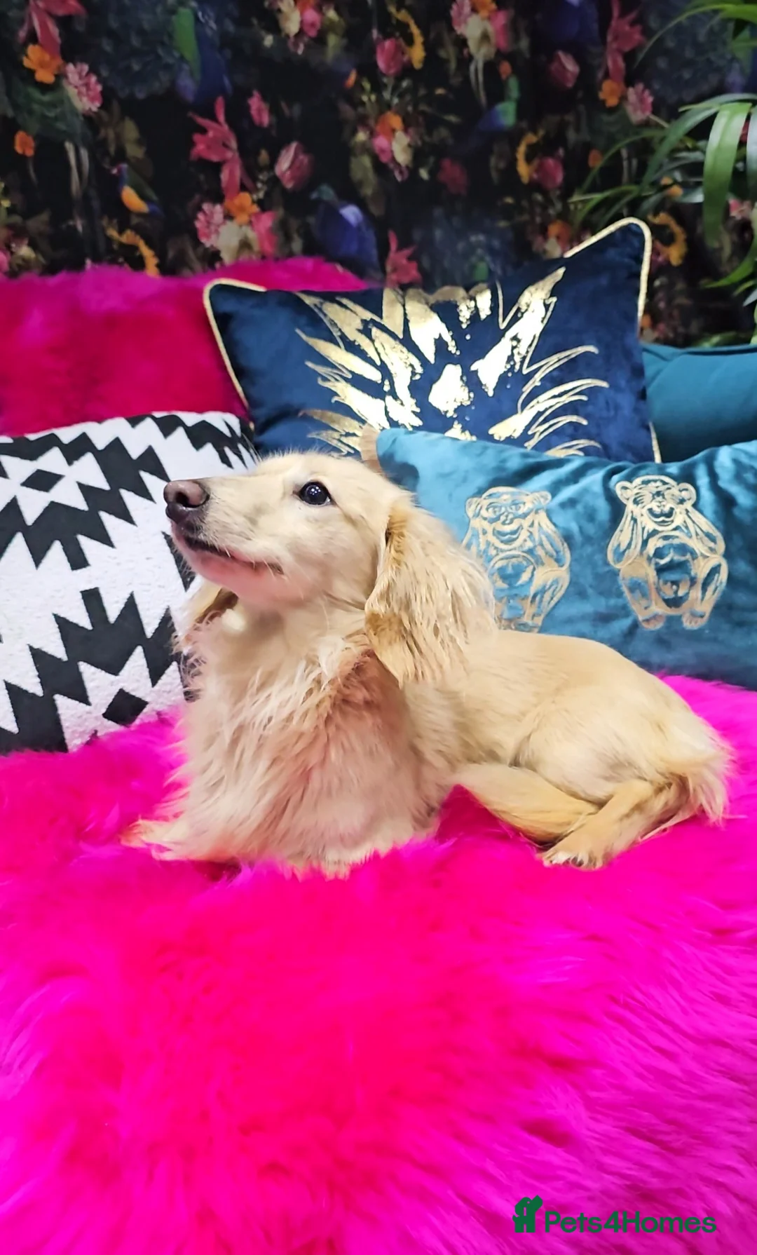 Miniature Dachshund dogs for stud: Cream Long-haired miniature Dachshund kc reg in Blackburn - Advert 11