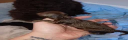 Cockapoo dogs for sale: Cockapoo pups READY IN 8 WEEKS  in Saltburn-by-the-Sea - Advert 2
