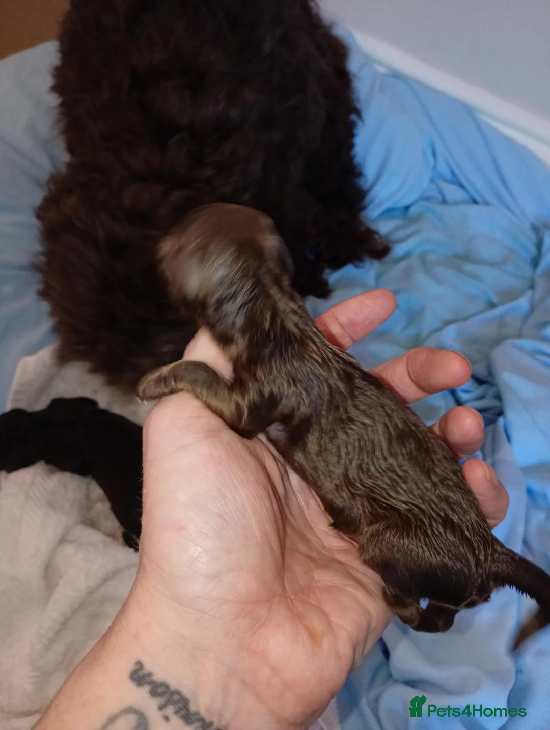 Cockapoo dogs for sale: Cockapoo pups READY IN 8 WEEKS  in Saltburn-by-the-Sea - Advert 2