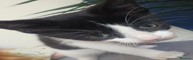 Purr engine