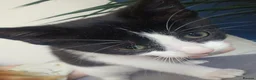 Mixed Breed cats for sale: 2 beautiful female kittens - Advert 5