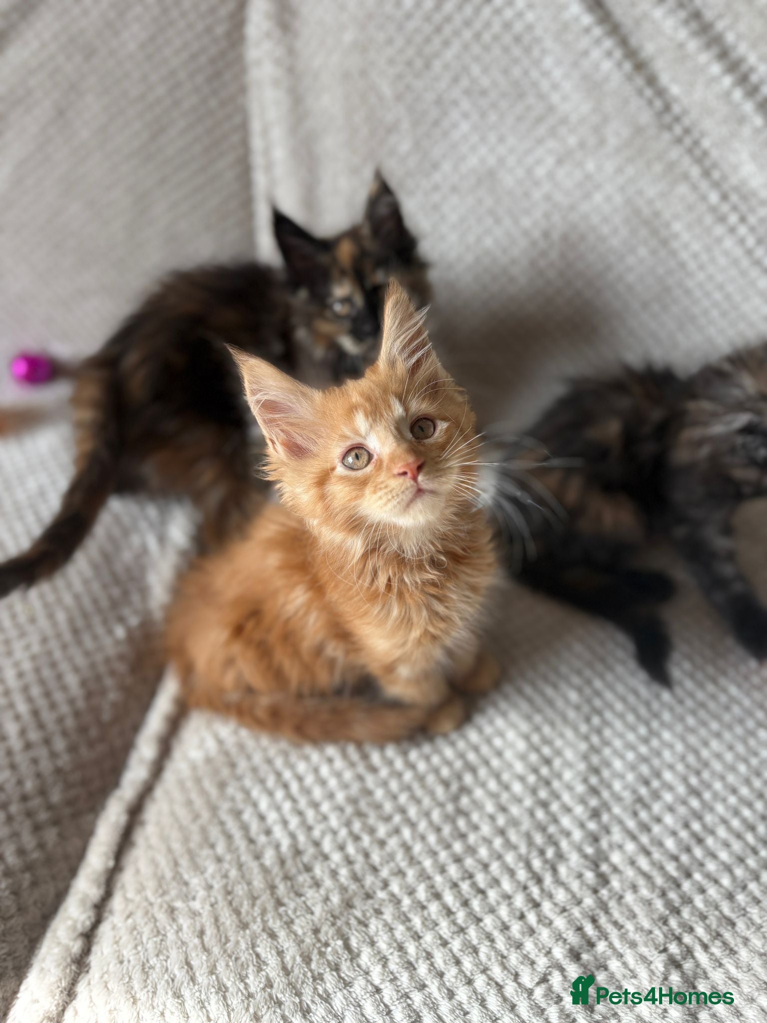 Maine Coon cats Adorable mainecoon kittens  - Advert 1