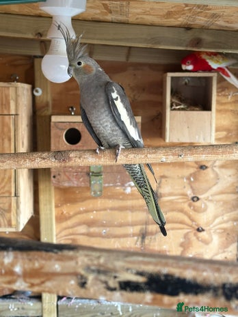 Cockatiels birds in Birmingham - Advert 3