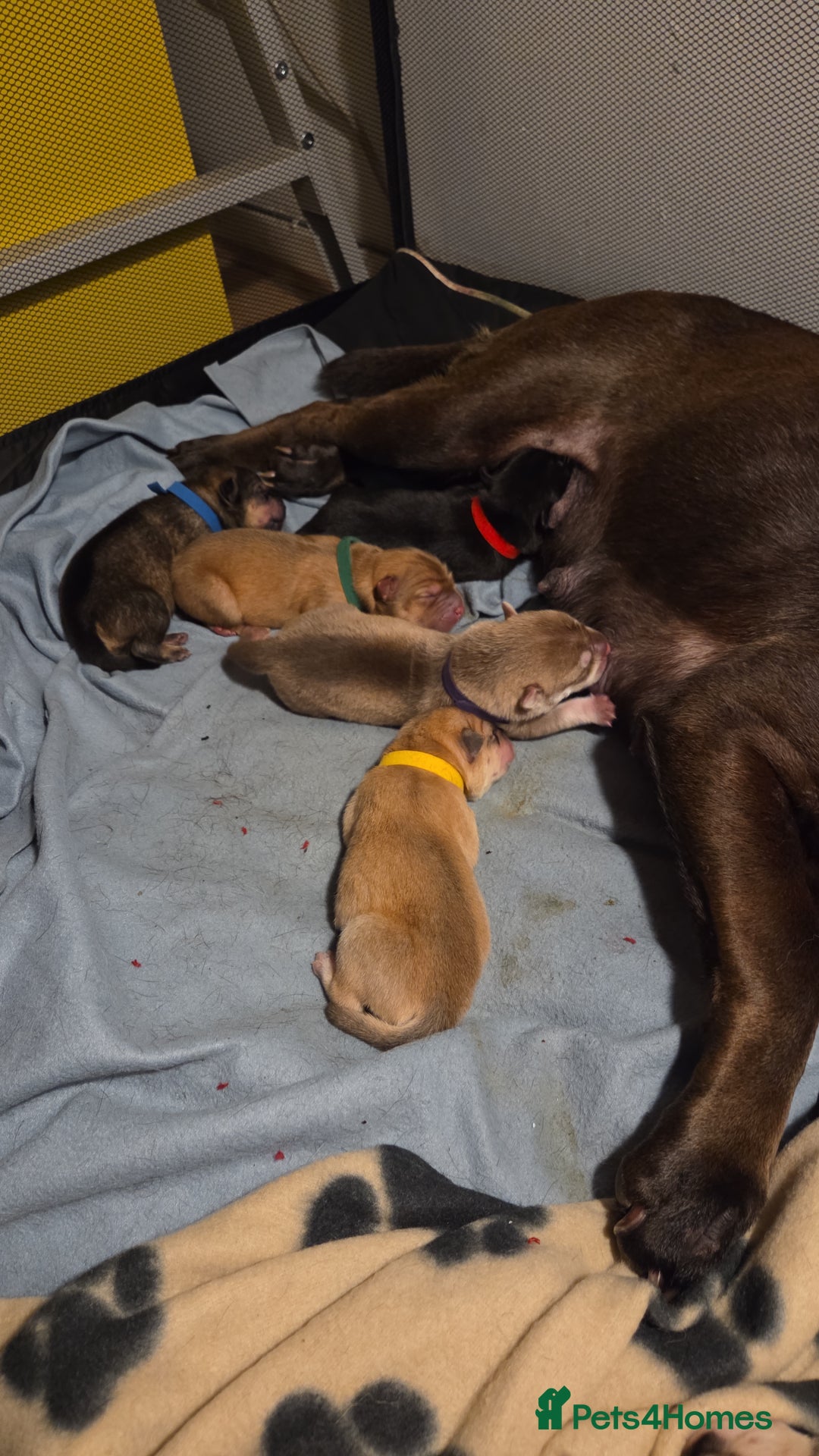 Mixed Breed dogs for sale: Shar pei cross husky puppies  - Image 8