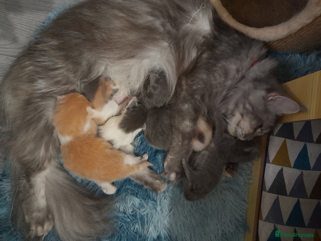 Ragcoon cats for sale: Stunning, and chunky ragcoons  - Image 30