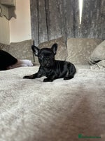 French Bulldog dogs Beautiful French bulldog - Advert 5