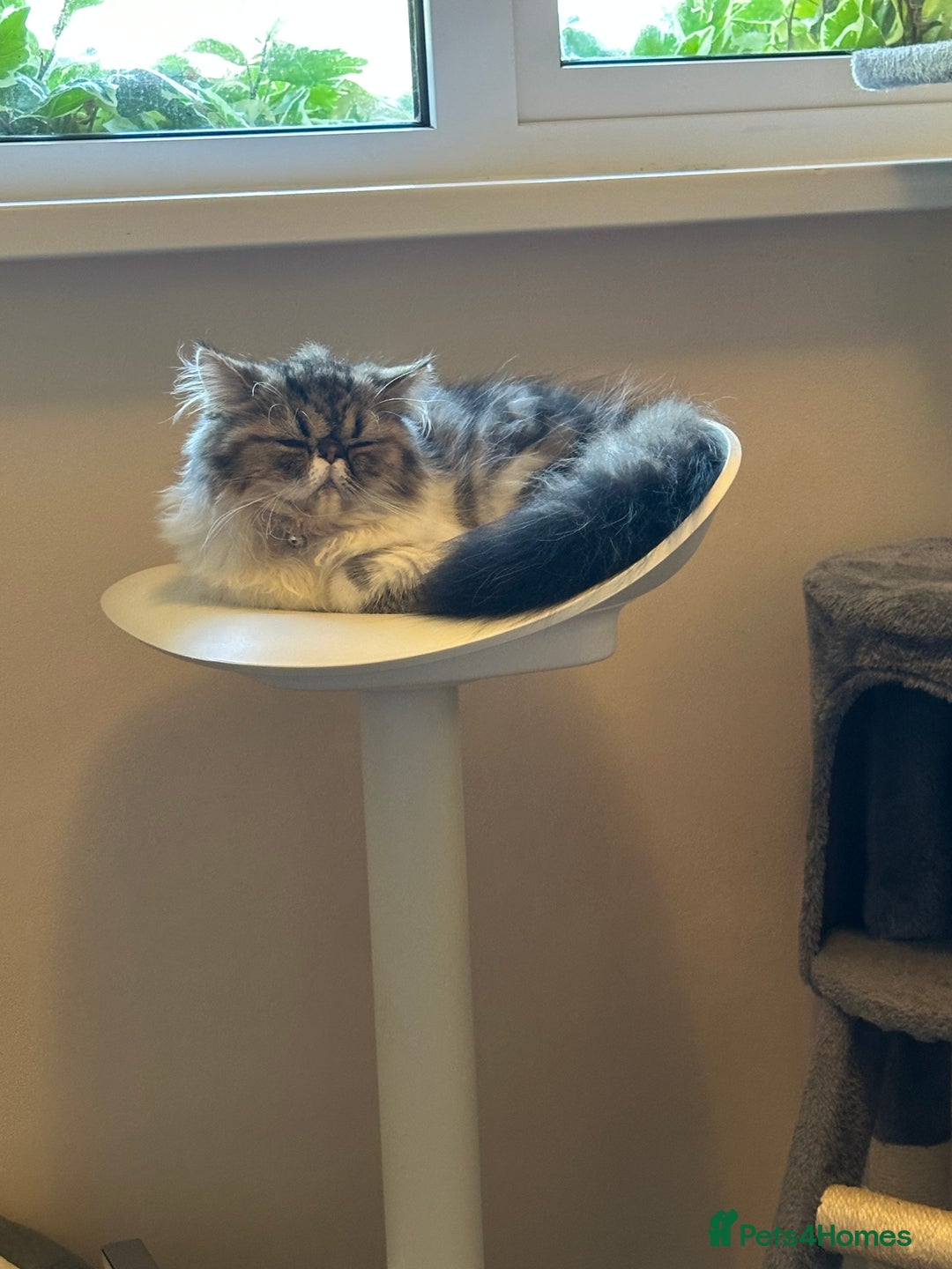 Persian cats for sale: Cute Lazy Persion Boy - Image 9