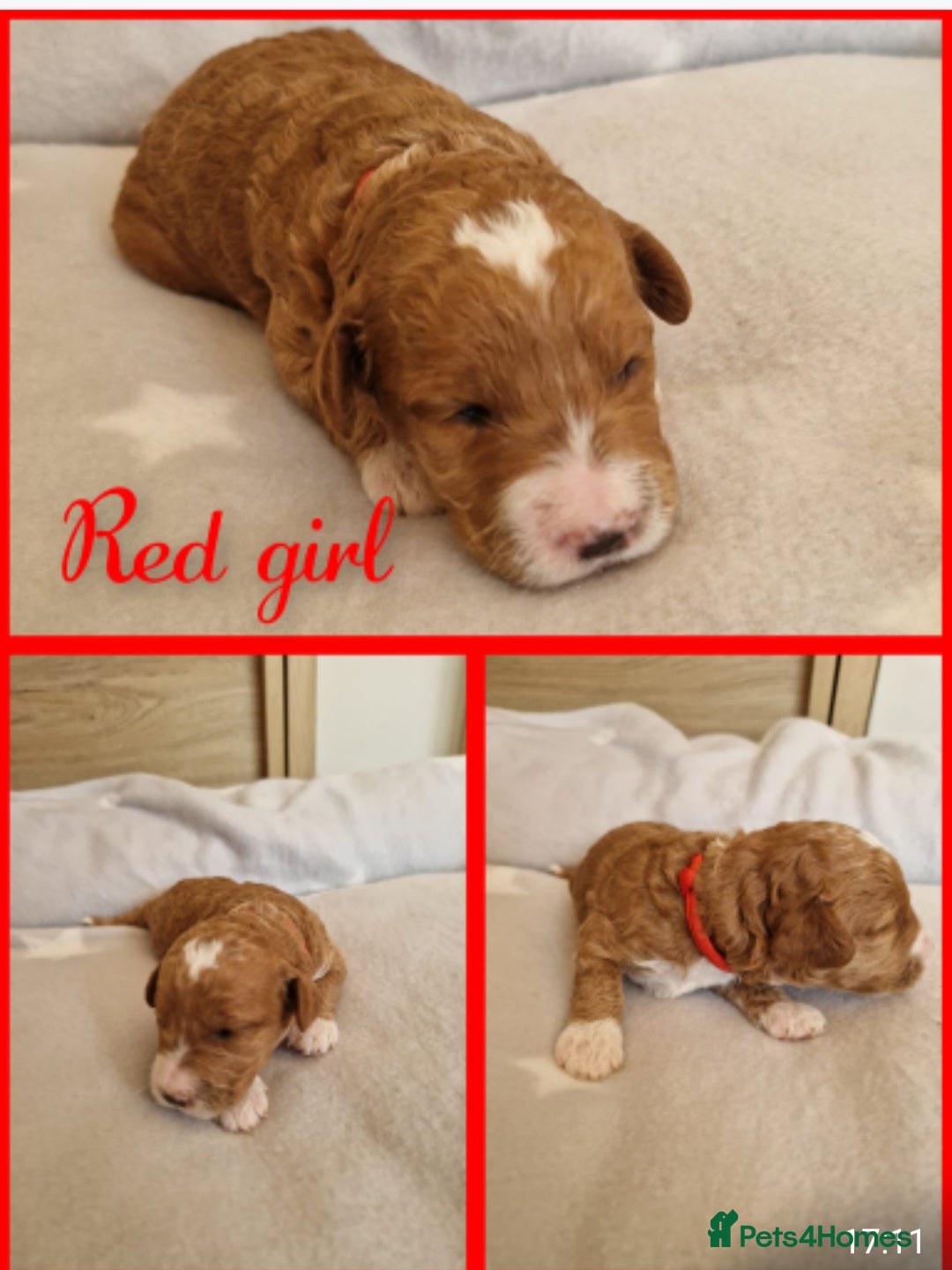 Labradoodle dogs for stud: Mr Lover Lover -"Bandit" Mini Labradoodle STUD in Bury Saint Edmunds - Image 12