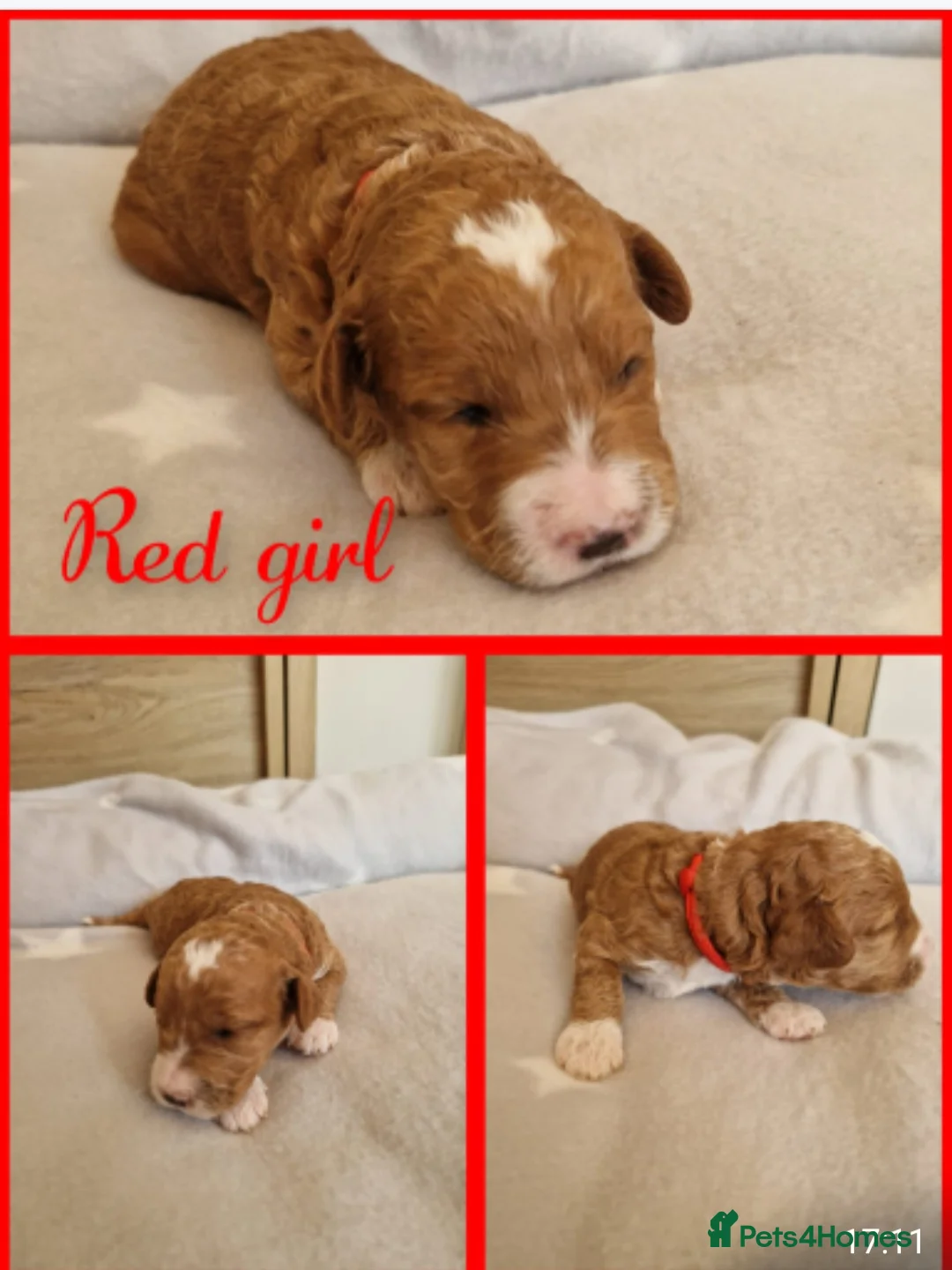 Labradoodle dogs for stud: Mr Lover Lover -"Bandit" Stunning Mini Doodle STUD in Bury Saint Edmunds - Advert 10