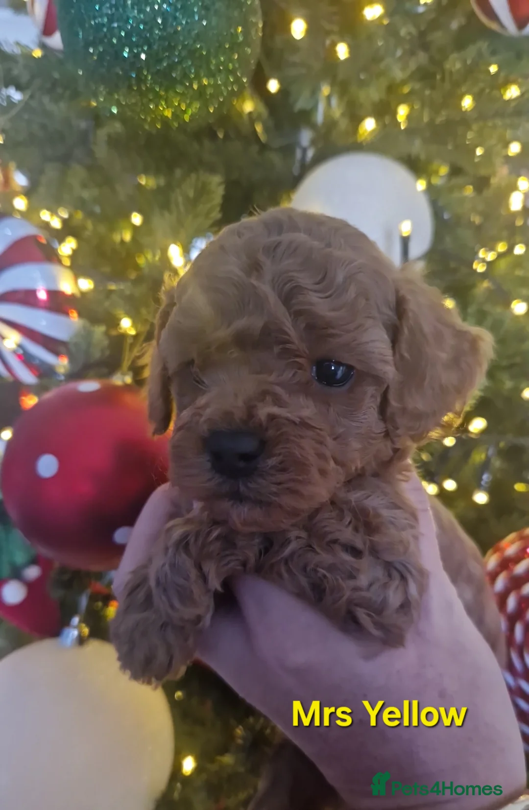 Cavapoo dogs for sale:  1 boy remaining. Health tested stunning cavapoos - Advert 35