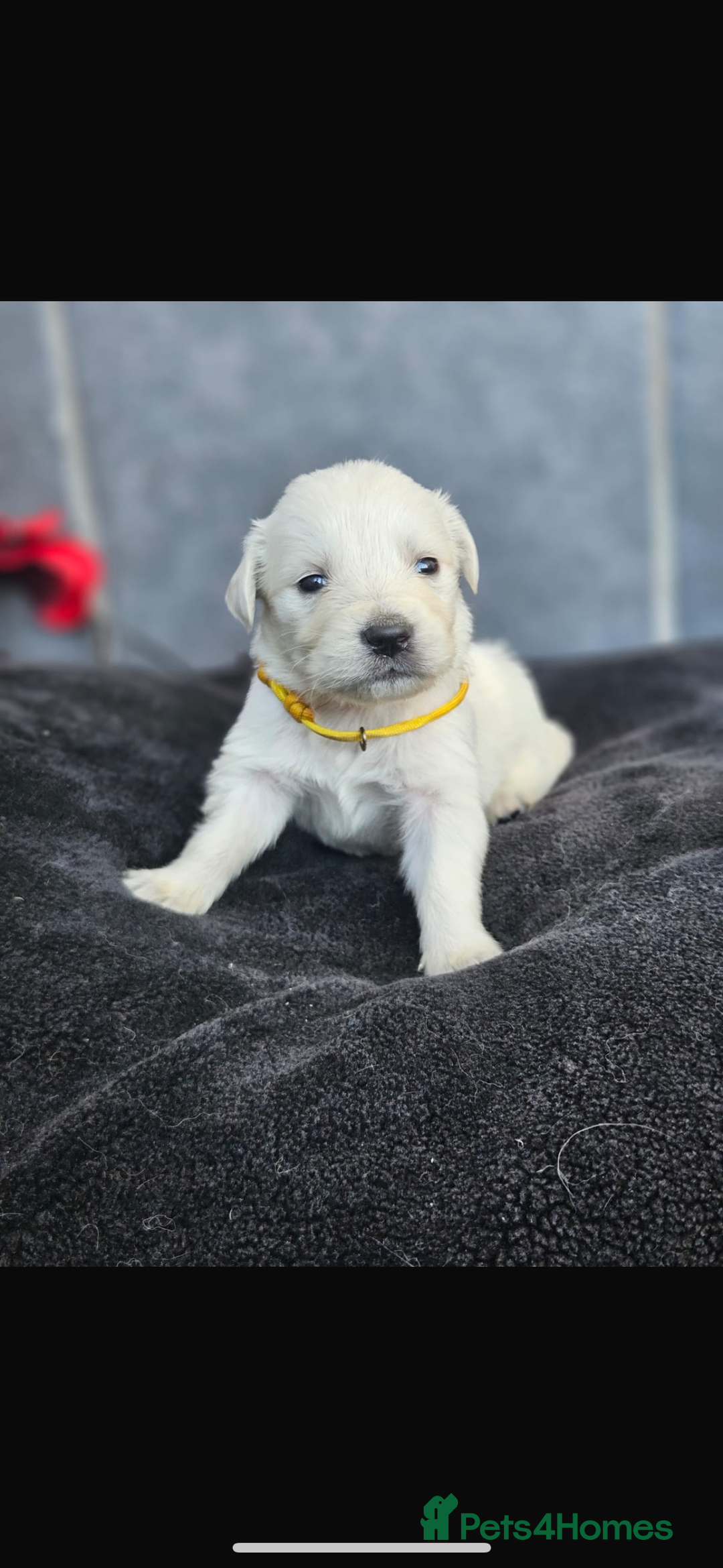 Golden Retriever dogs for sale: Gorgeous kc golden retrievers  - Image 6