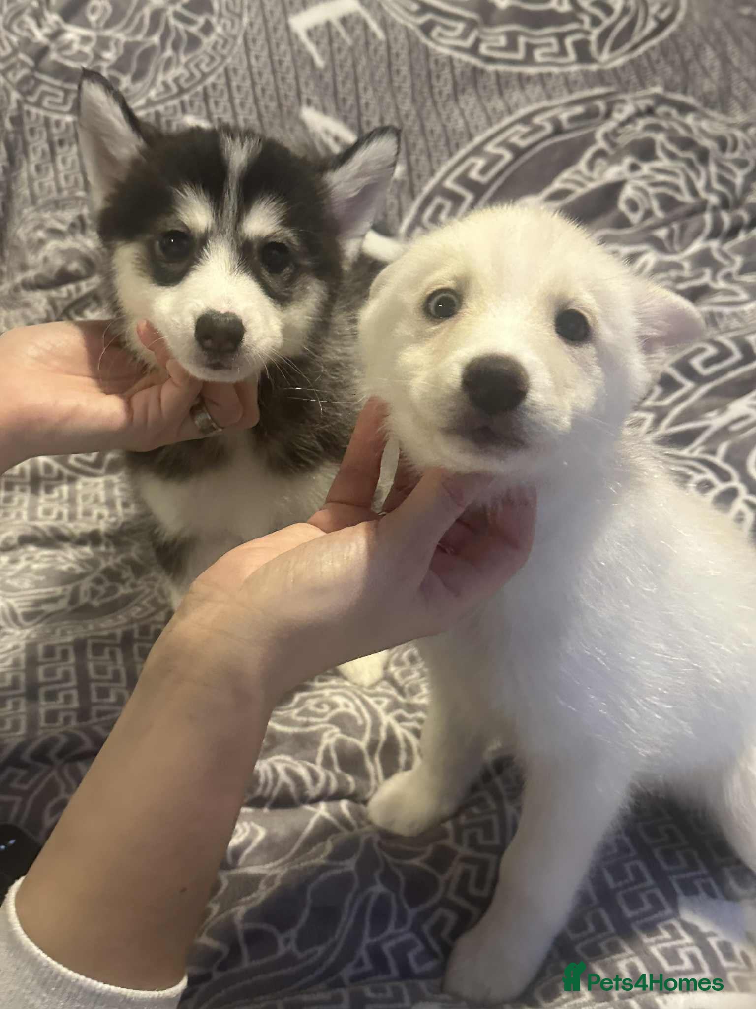 Pomsky dogs F4 Puppy pomsky  - Advert 1