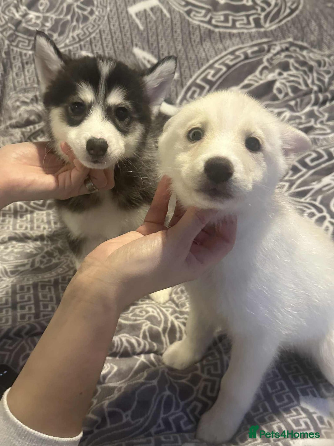 Pomsky dogs for sale: F4 Puppy pomsky  - Advert 1