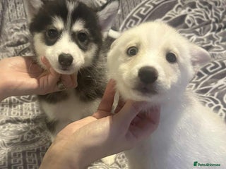 Pomsky dogs F4 Puppy pomsky - Advert 1