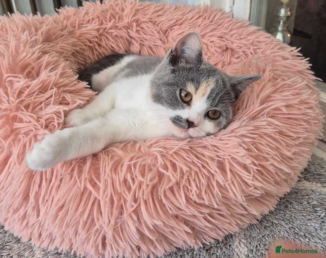 British Shorthair cats for sale: BSH from GCCF parents, champions in pedigree - Image 10