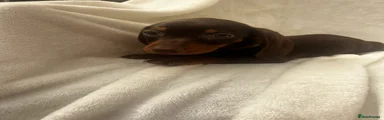 Dachshund 4