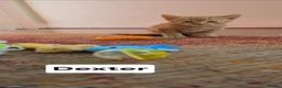 Mixed Breed cats for sale: 4 Beautiful kittens - Advert 23