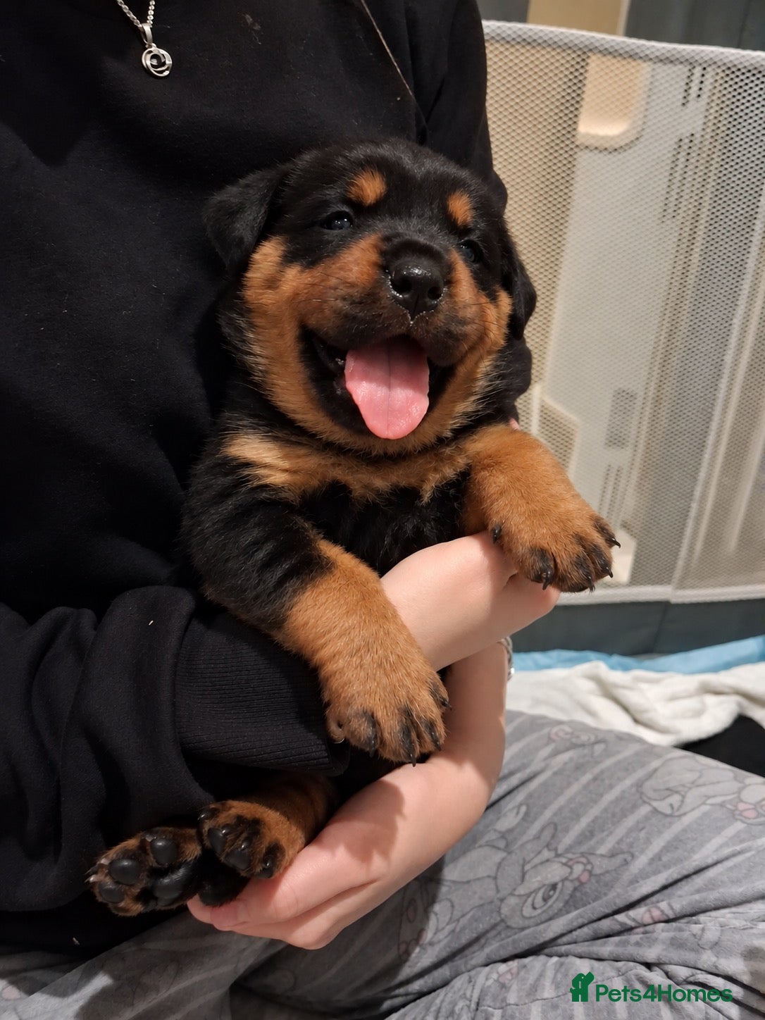 Rottweiler dogs Rottweiler Puppies  - Advert 2