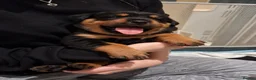 Rottweiler dogs for sale: Rottweiler Puppies  - Advert 2