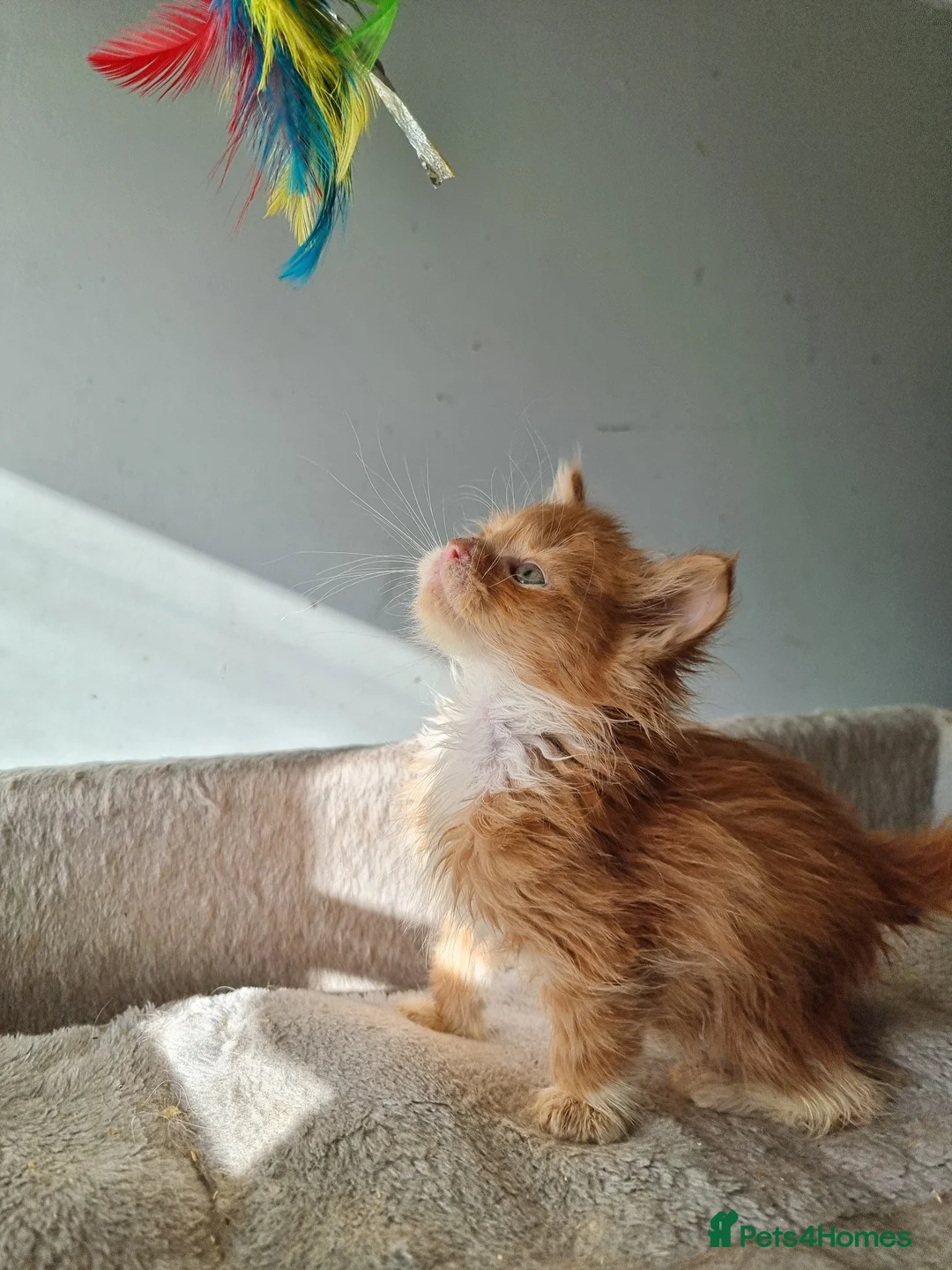 Maine Coon cats for sale: 2 litters of Maine Coon - Advert 22