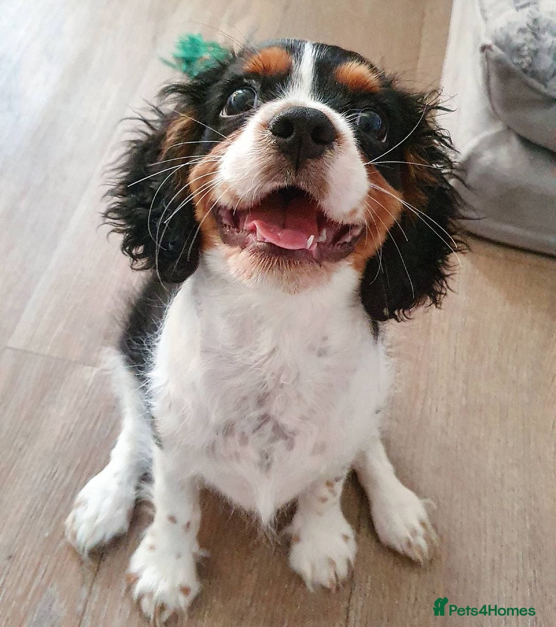 Cavalier King Charles Spaniel dogs for sale: Adorable Cavalier Puppy Needs Loving Home - Image 2