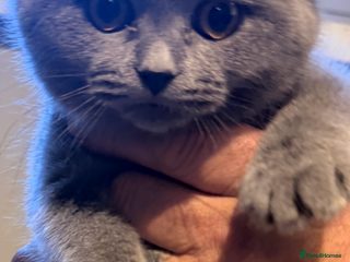 British Shorthair cats All kittens now been reserved 🐱 - Advert 8