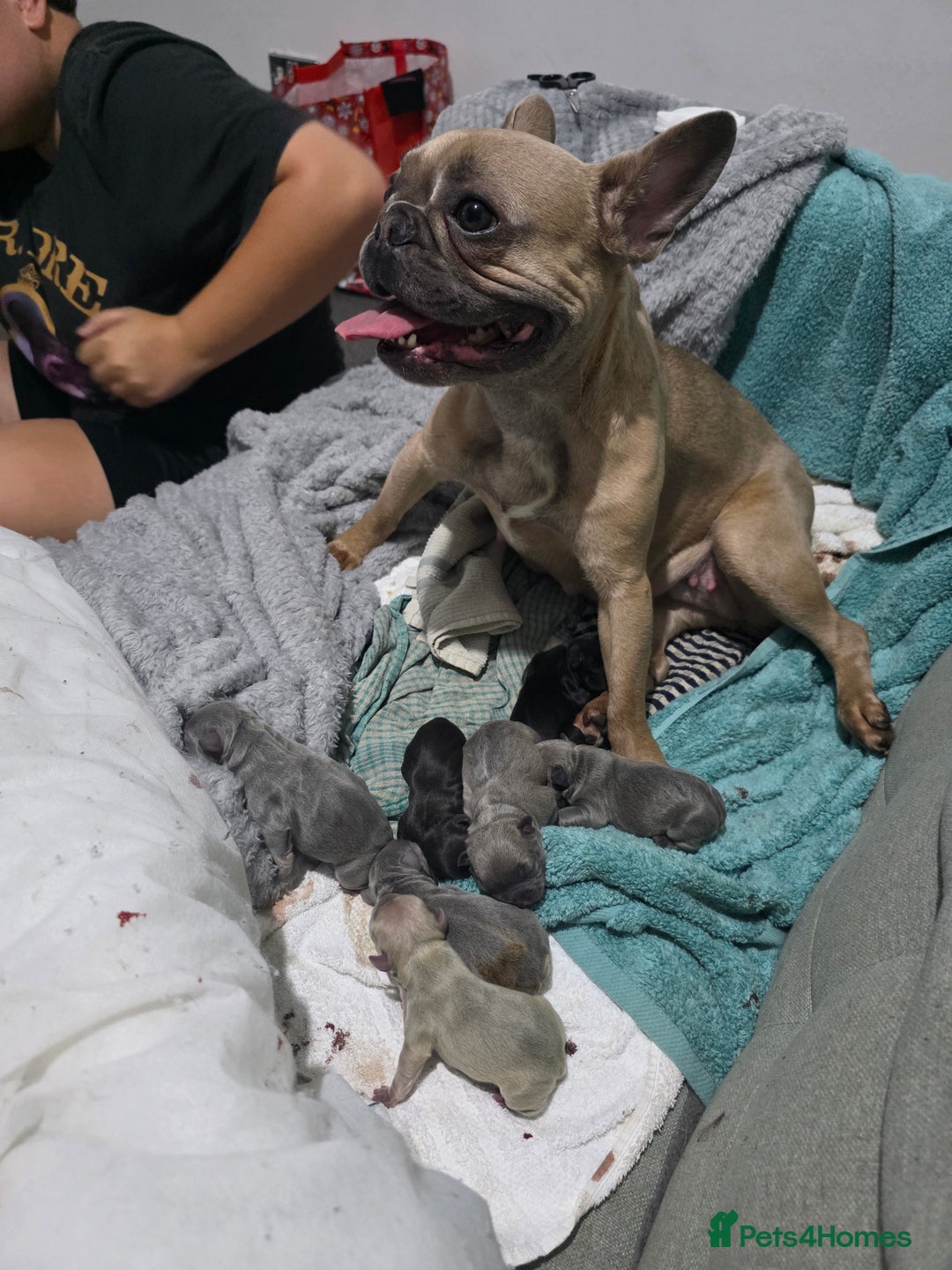 French Bulldog dogs for sale: Frenchbulldog puppies for sale - Image 1