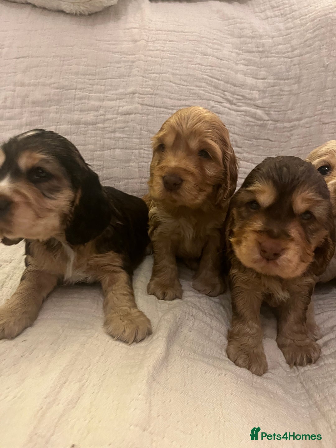 Cocker Spaniel dogs for sale: Adorable show type cocker spaniel pups - Advert 8