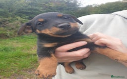 Jack Russell dogs for sale: Two adorable male Jack russell cross puppies - Image 1