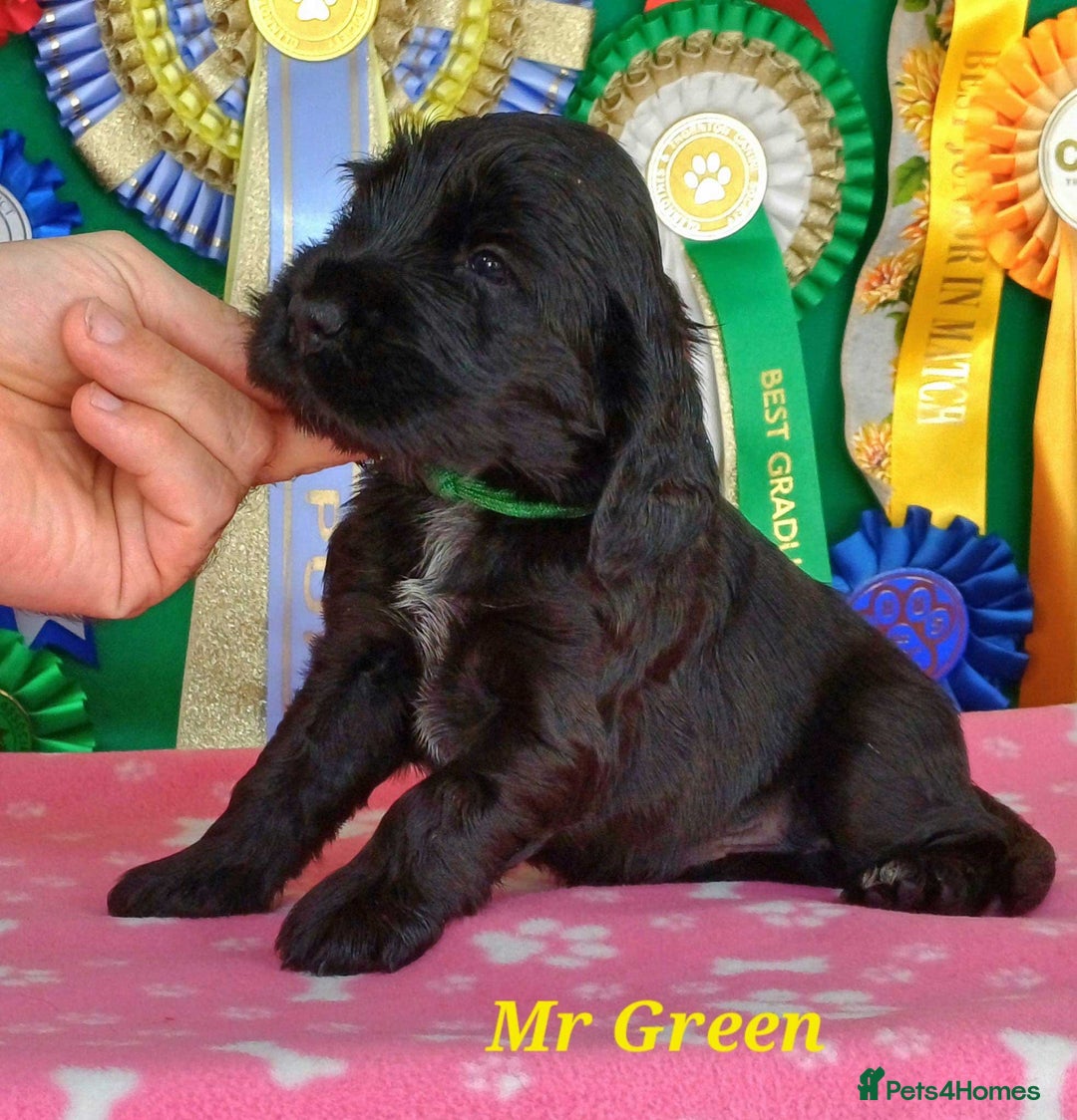 Cocker Spaniel dogs for sale: KC registered Show Cocker Spaniels puppues - Image 5