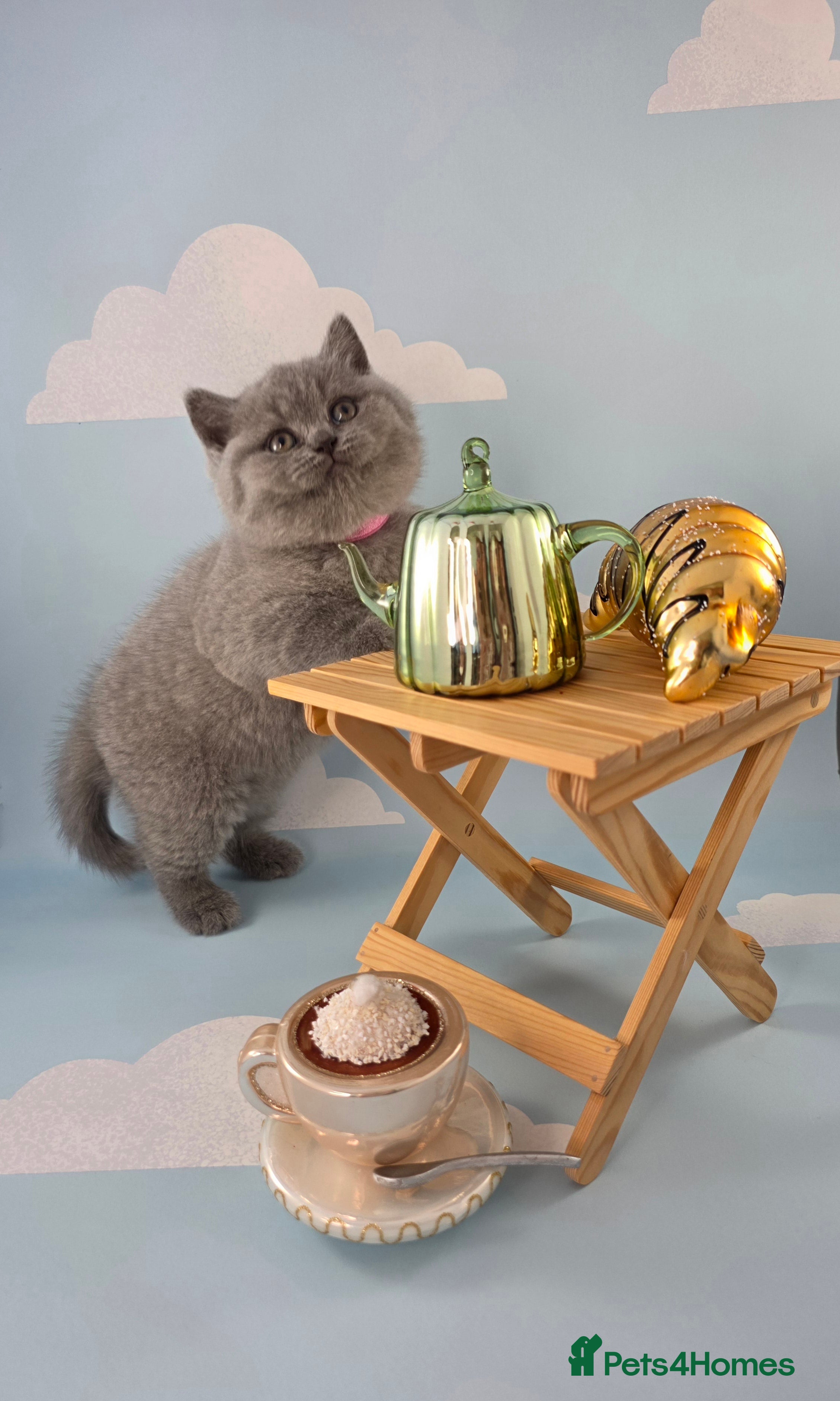 British Shorthair cats for sale: CHAMPION SIRED BSH KITTENS AVAILABLE TO RESERVE - Advert 3
