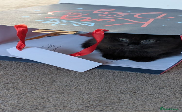 Scottish Fold cats - Advert 1