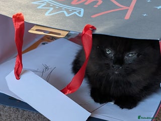 Scottish Fold cats - Advert 1