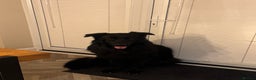 German Shepherd dogs for sale: Black German Shepherd - Advert 6