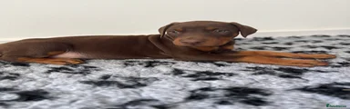 Dobermann Puppy 8
