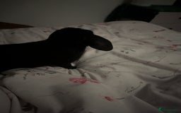 Mini Lop rabbits for sale: Mini Lop for a good home 🥰 - Image 11