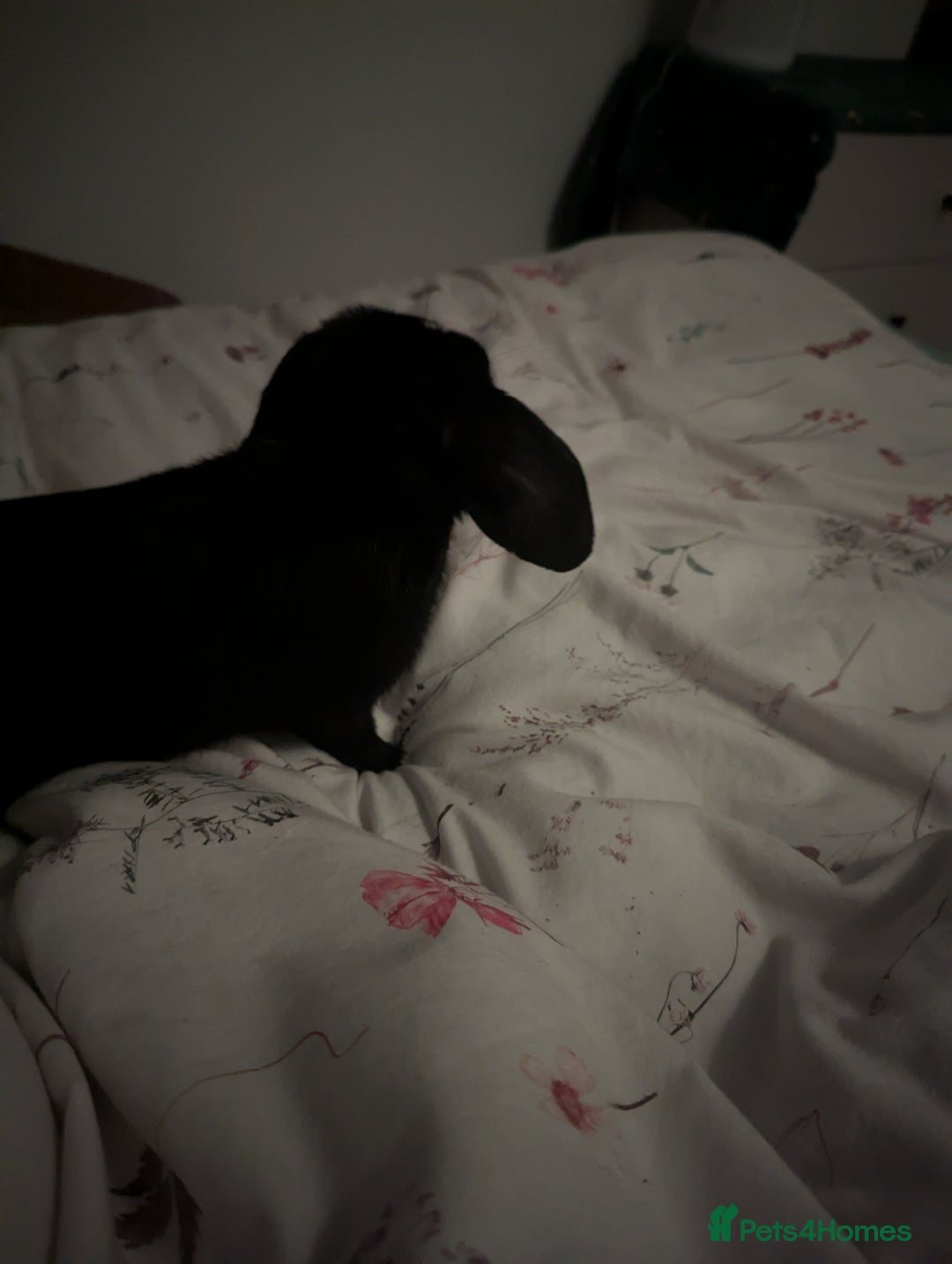 Mini Lop rabbits for sale: Mini Lop for a good home 🥰 - Image 11