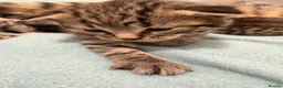 Mixed Breed cats for sale: Gorgeous British Short Hair Cross Baby Lions 🦁  - Advert 13