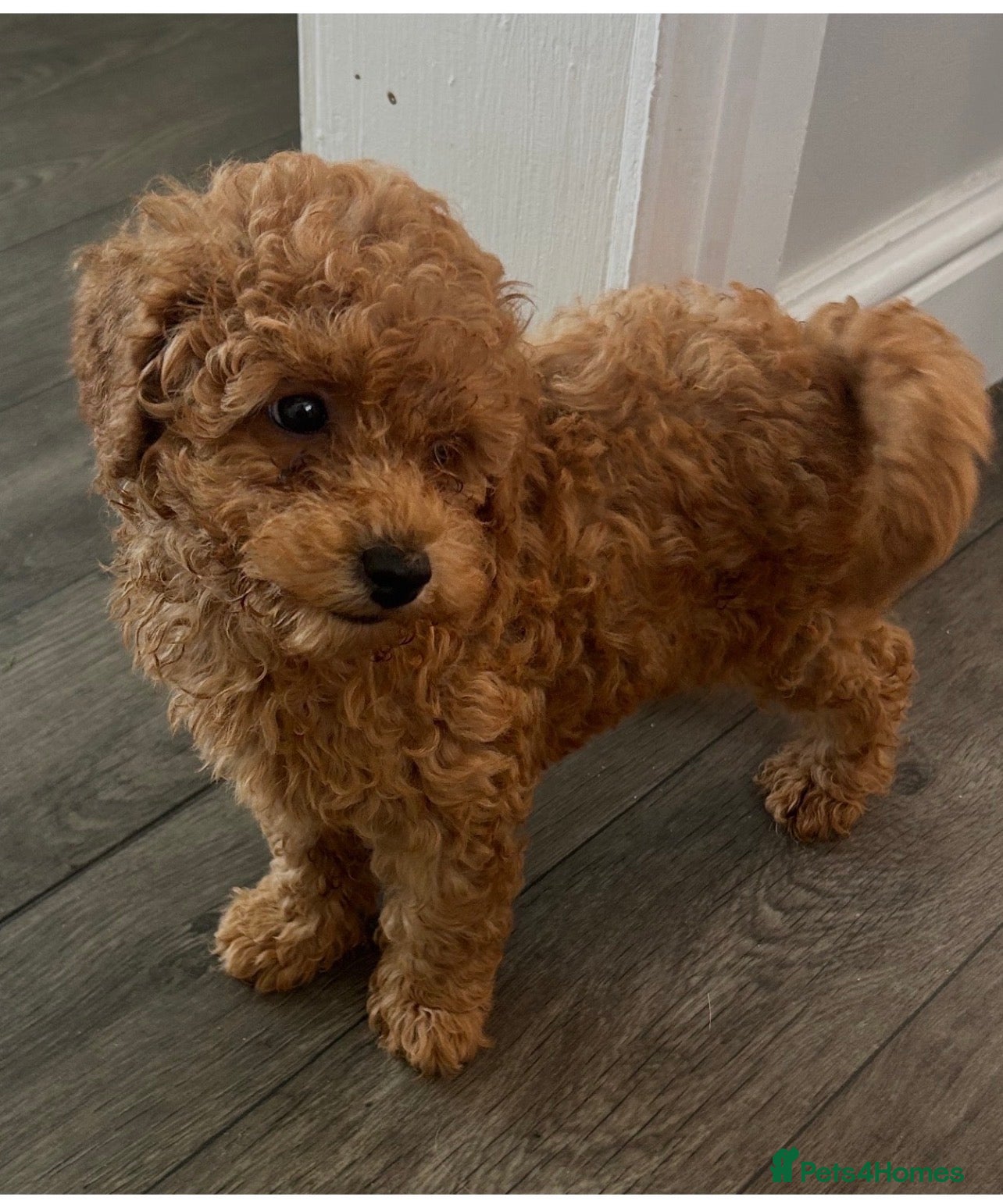Toy Poodle dogs Toy poodle puppies  - Advert 11