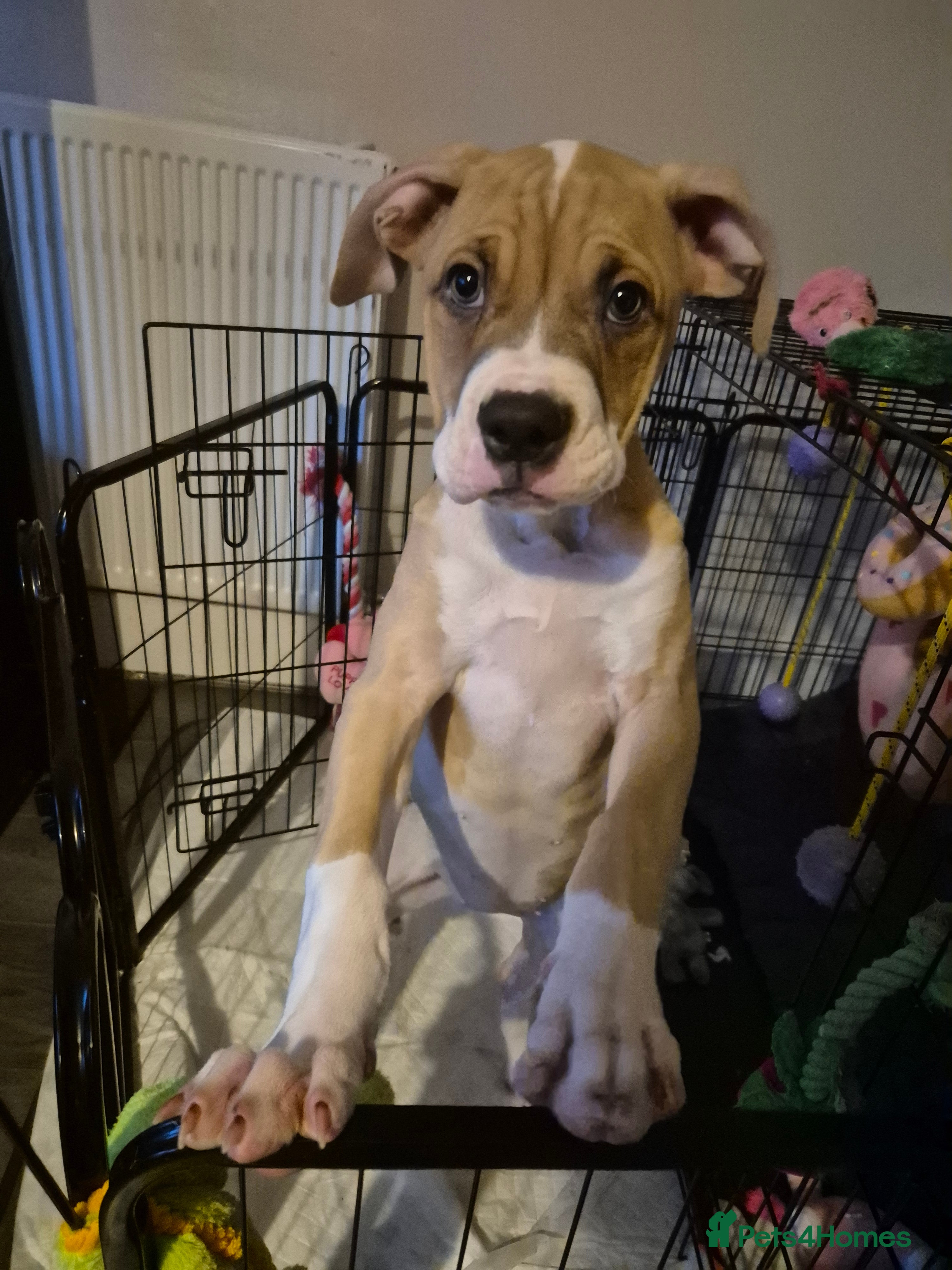 American Bulldog dogs Beautiful little girl left - Advert 8