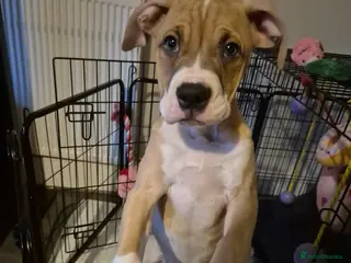 American Bulldog dogs Beautiful little girl left - Advert 1