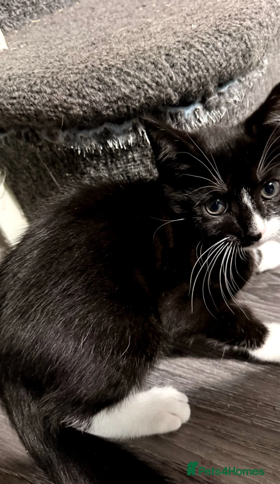 Mixed Breed cats for sale: Black and white kittens - Advert 10