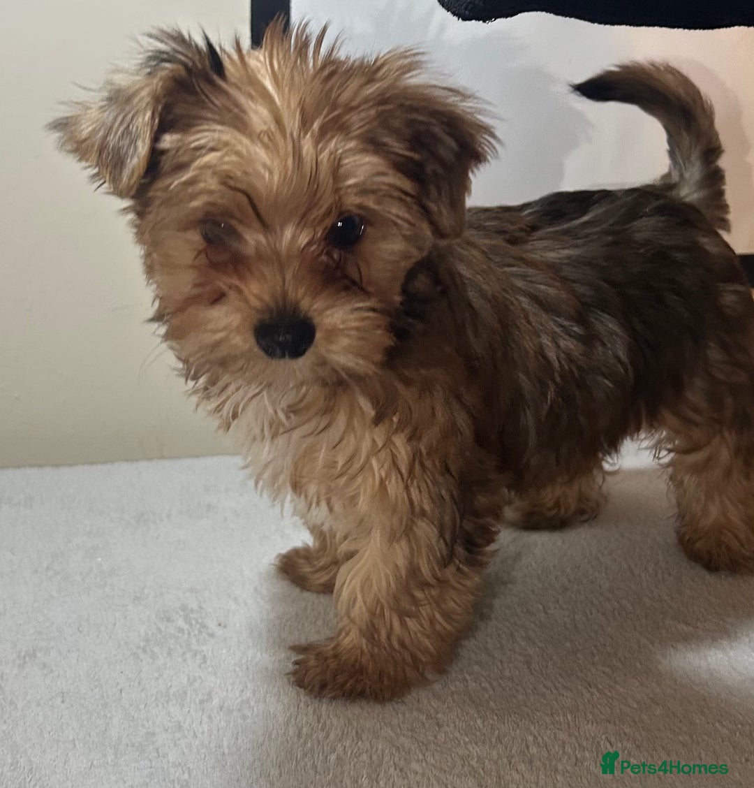 Biewer Terrier dogs for sale: Choco,black & ocean pearl Biewer Terrier - Advert 5