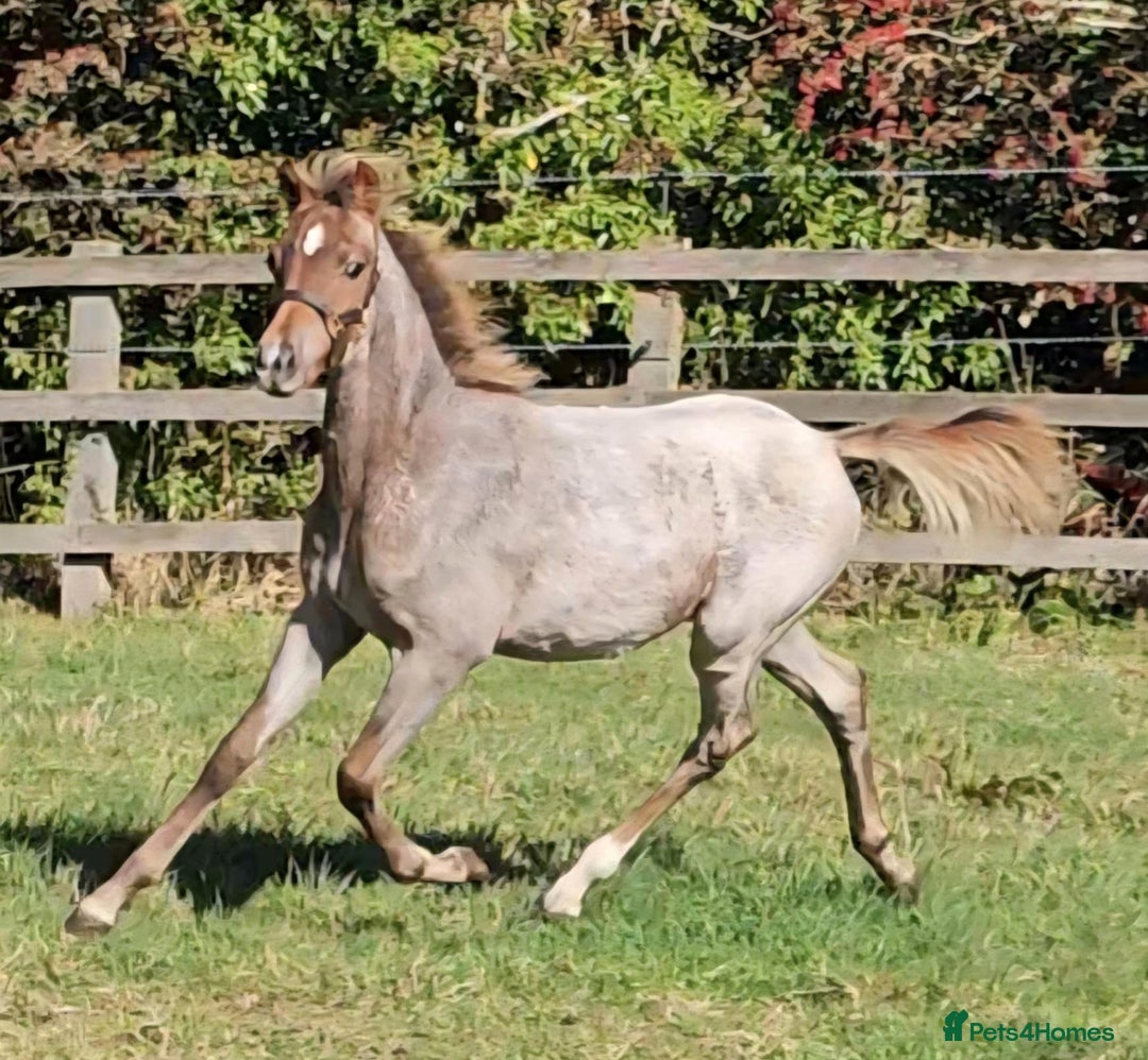 Welsh Section B horses for sale: Ready to leave! Welsh sec b roan colt foal  - Image 4