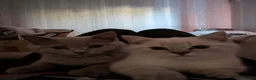 British Shorthair cats for sale: British Shorthair ready now!  - Advert 2
